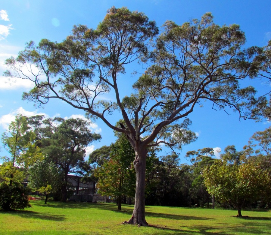 Angophora costata - Smooth Barked Apple - Plant Photos & Information