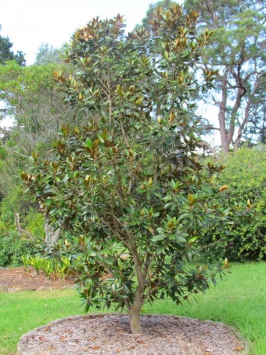 Magnolia grandiflora Southern Magnolia Plant Photos & Information