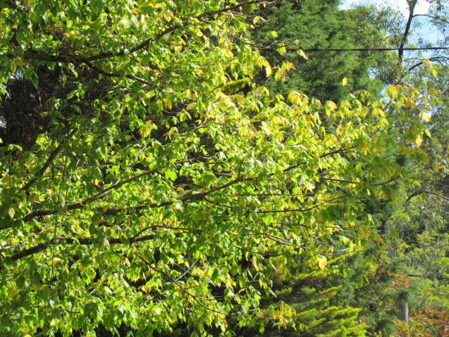 Acer Negundo BoxElder Maple Plant Photos & Information