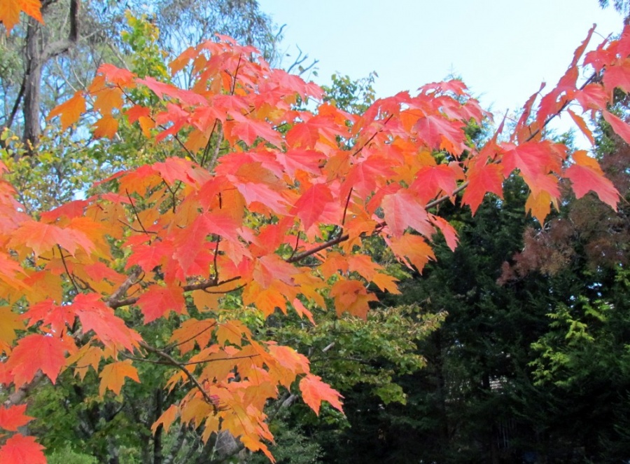 Acer rubrum 'October Glory' October Glory