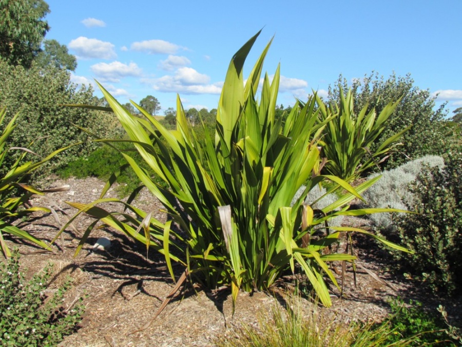 Doryanthes excelsa Gymea Lilly Plant Photos & Information