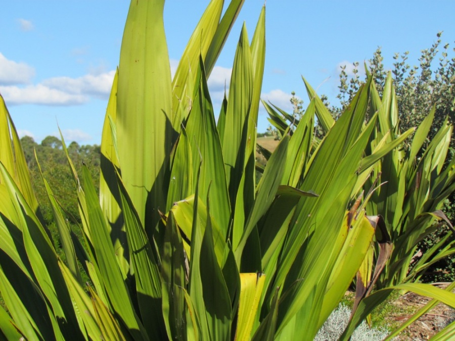 Doryanthes excelsa Gymea Lilly Plant Photos & Information