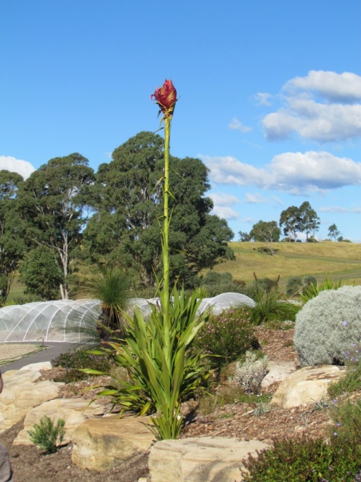Doryanthes excelsa Gymea Lilly Plant Photos & Information