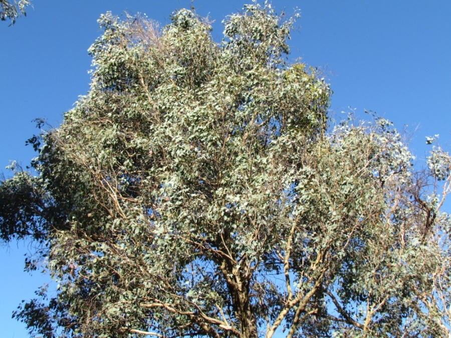 Eucalyptus melliodora Yellow Box Plant Photos & Information