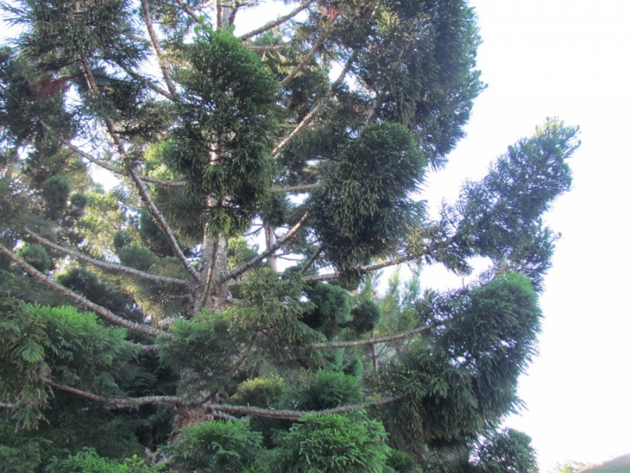 Araucaria cunninghamii Hoop Pine Plant Photos & Information