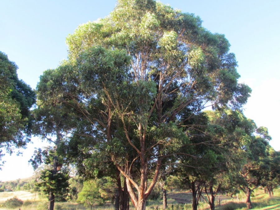 Eucalyptus microcorys Tallow Wood Plant Photos & Information