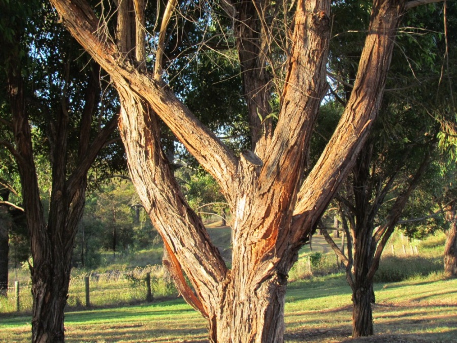 Eucalyptus microcorys Tallow Wood Plant Photos & Information