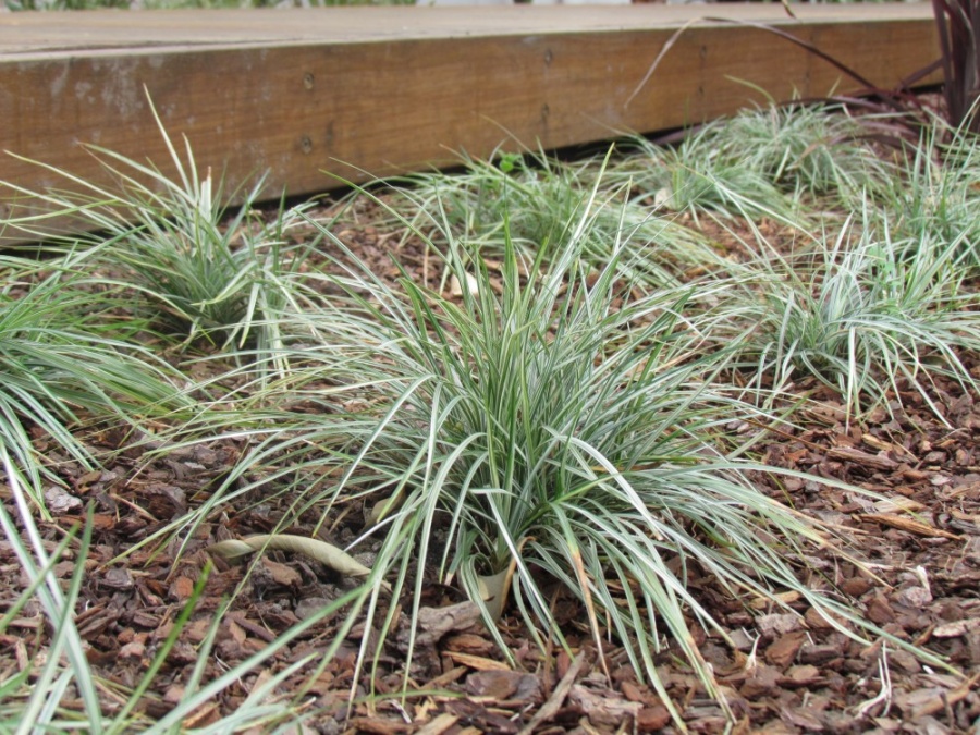 Ophiopogon ‘Silver Edge’ Silver Edge Mondo Grass Plant Photos