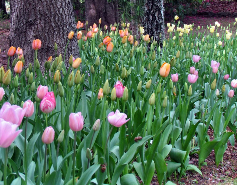 Tulipa / Tulips Plant Photos & Information