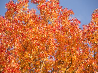 Leaves turn vibrant shades of orange and red