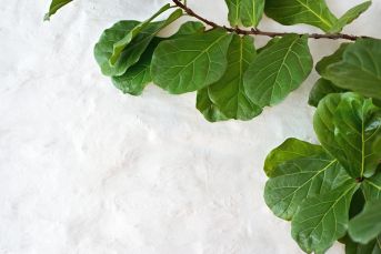 Fiddle Leaf Figs are an attractive indoor plant grown for its large green leaves  