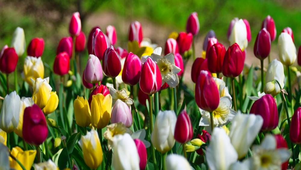 Colourful tulips adding seasonal interest to a compact courtyard garden