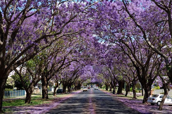 Tree Lined Street In North Sydney