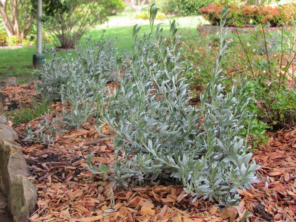Convolvulus cneorum - Silver Bush - Plant Photos Information