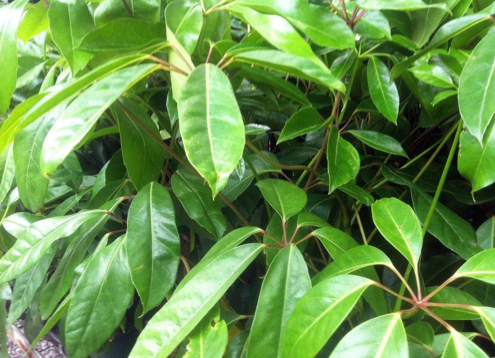 Schefflera actinophylla Umbrella Tree Plant Photos & Information