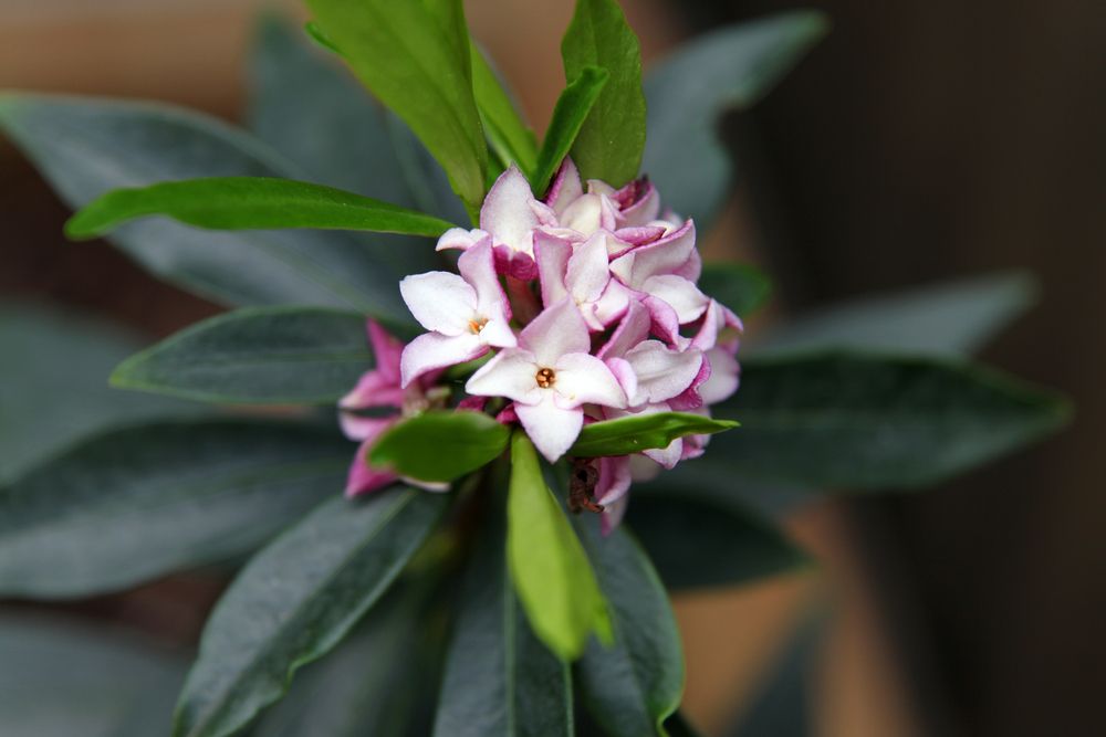 Daphne odora Daphne Plant Photos & Information