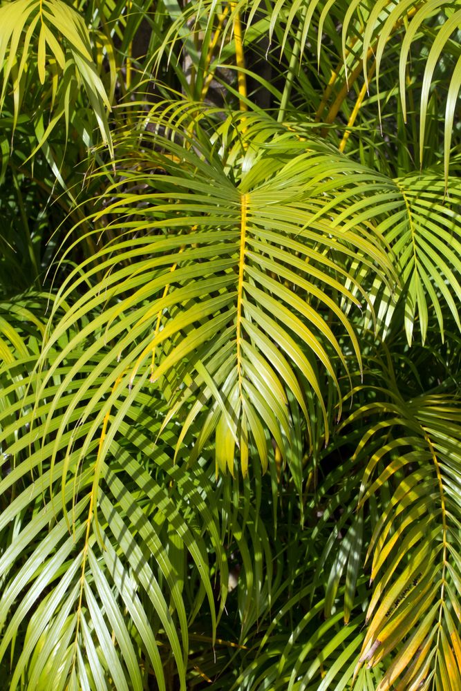 Dypsis Lutescens Golden Cane Palm Plant Photos Information