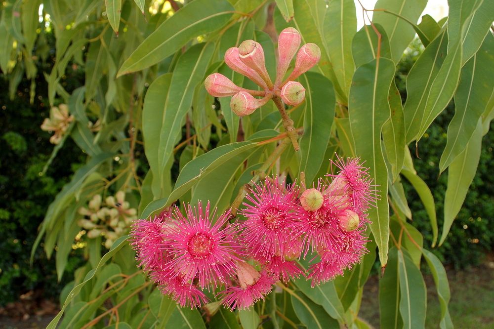 Corymbia ficifolia (Red Flowering Gum)