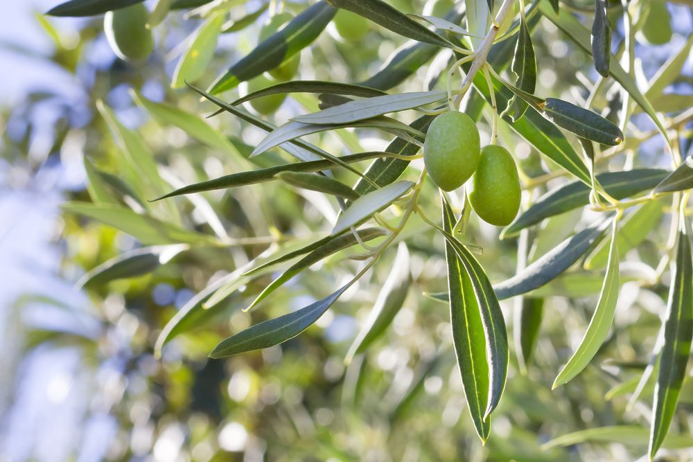 Olea europaea var: europaea - Olive Tree - Plant Photos & Information