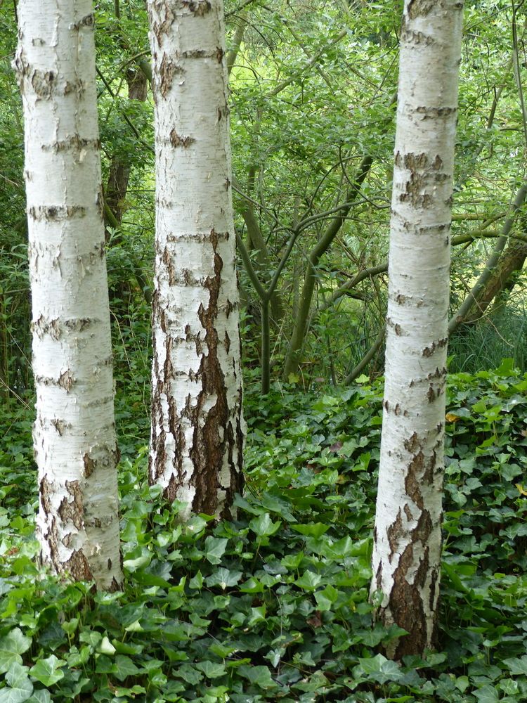 Betula pendula Silver Birch Plant Photos & Information