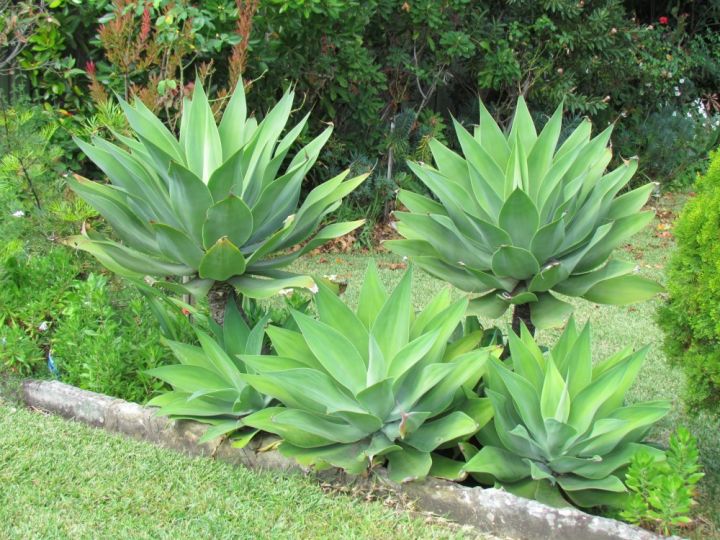 Agave attenuata (Foxtail Agave)