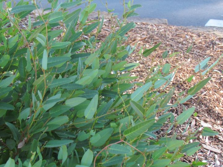 Hardenbergia violacea 'Purple Spray'  - False Sarspaparilla