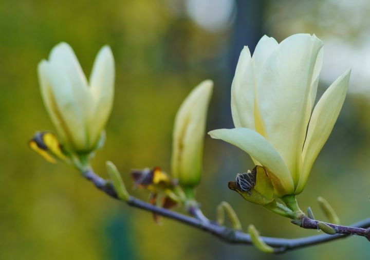 Make sure to plant Magnolia 'Elizabeth'  in prominent position to take advantage of the stunning display of flowers 