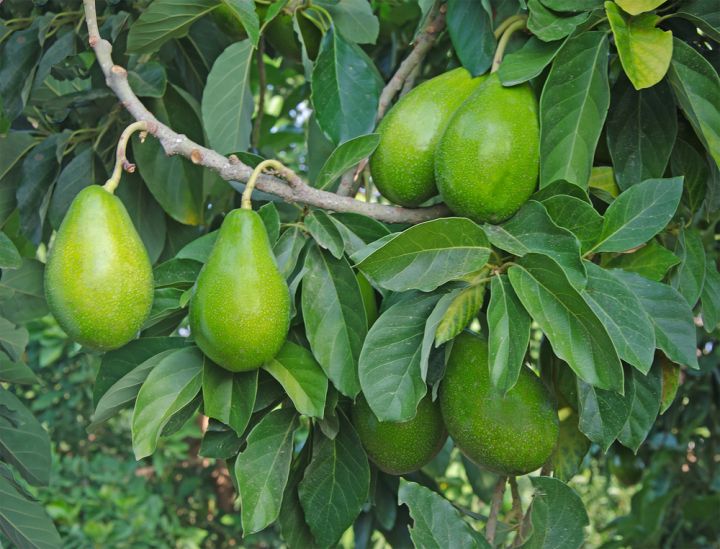 Pear shaped fruit of the Avocado Tree
