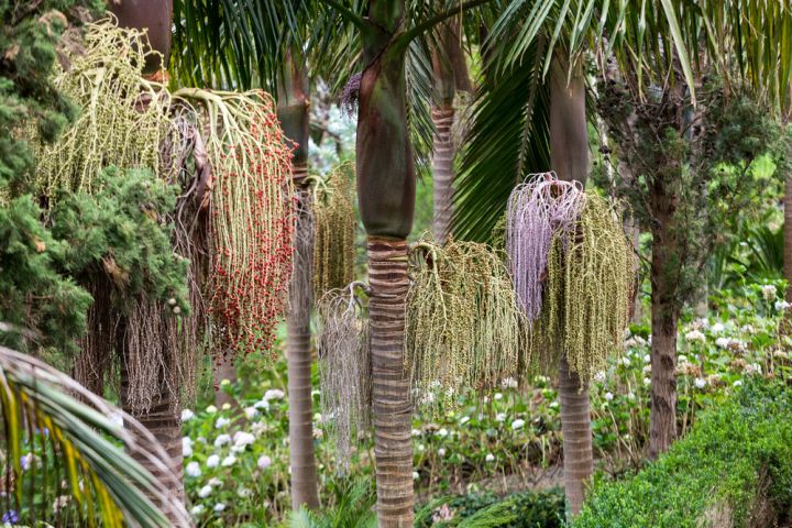 The large seed heads of the Bangalow Palm make for an interesting feature