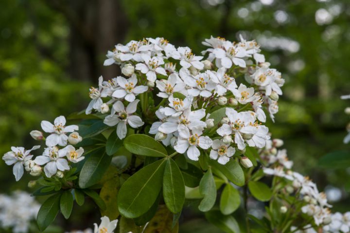 Strongly fragrant flowers appear in spring