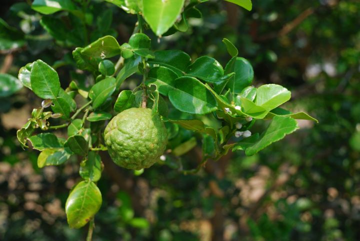Knobbly fruit of Kaffir Lime trees