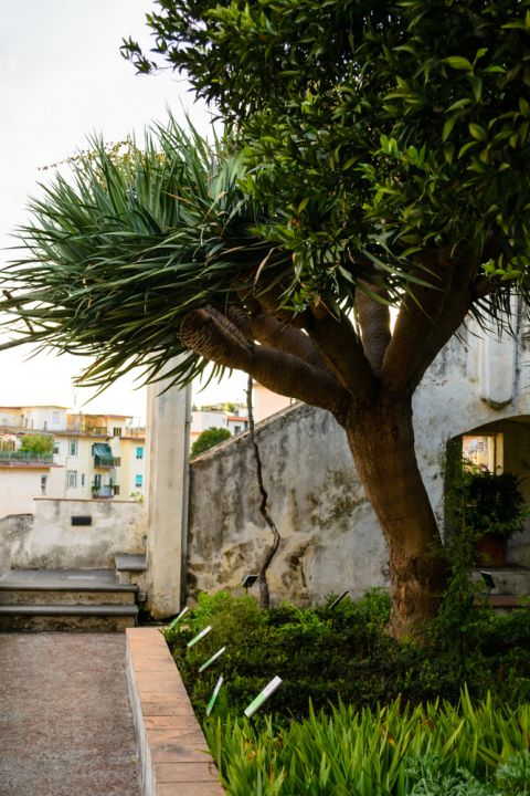 Dracaena draco is an ideal tree for architectural form