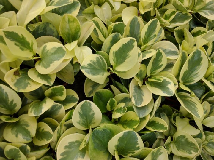 Golden variegated leaves of this Euonymus are ideal make it ideal for use in Japanese gardens  