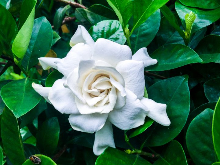 Gardenias require some care but if looked after they are an exquisite addition to your garden