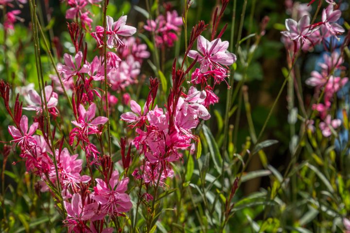 Gaura is great for that hot sunny position where nothing else seems to grow