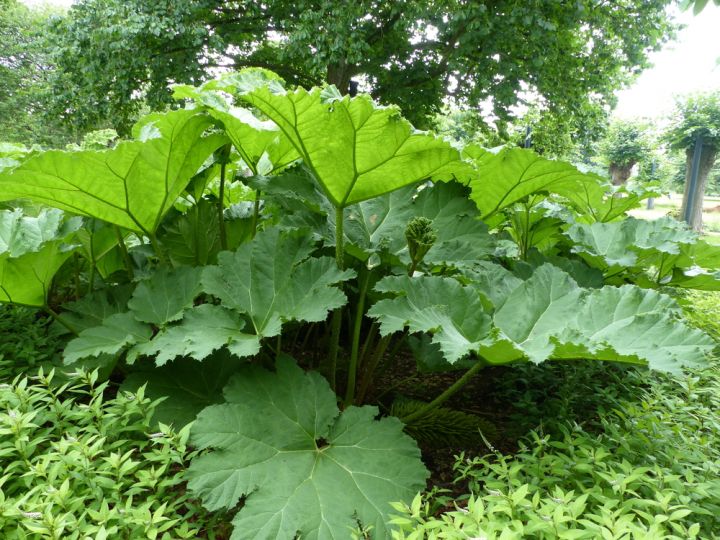 Gunnera has very large striking leaves and is a must for any large bog or water garden