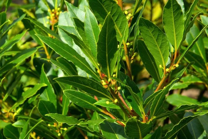 Laurus nobilis has aromatic leaves which are used in cooking a variety of dishes