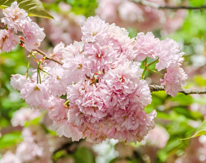 Flowering Cherries can be planted in Japanese or European inspired gardens 
