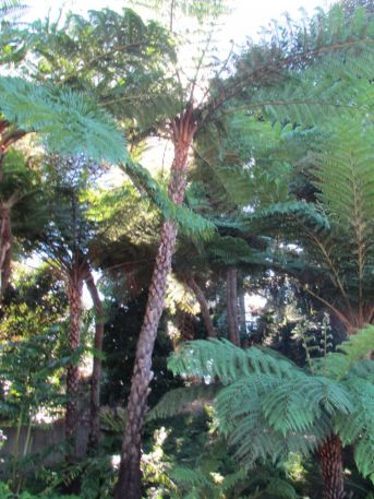 Cyathea cooperi (Lacey Tree Fern)