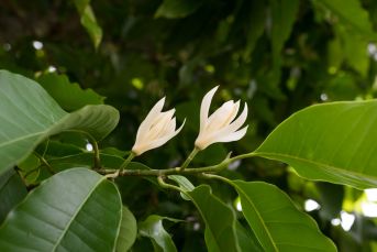 Michelia alba has strongly perfumed flowers