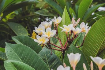 Frangipani's can be planted in pots if desired