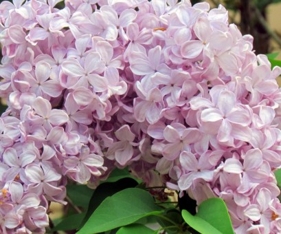Syringa vulgaris - Common Lilac - Plant Photos & Information